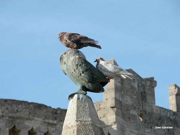 Birds of a Feather by Debi Gardiner