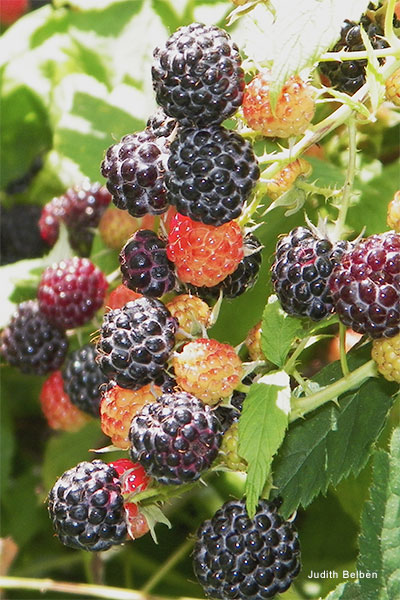 Raspberries by Judith Belben