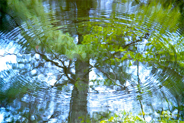 Water Rings by Carole Bouchard