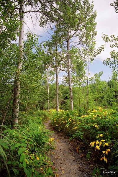 The Path by Joann Vitali